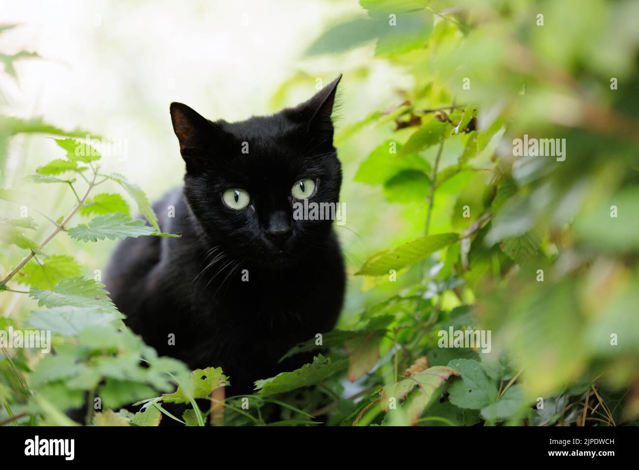 watching, black, cat, blacks, cats Stock Photo Alamy