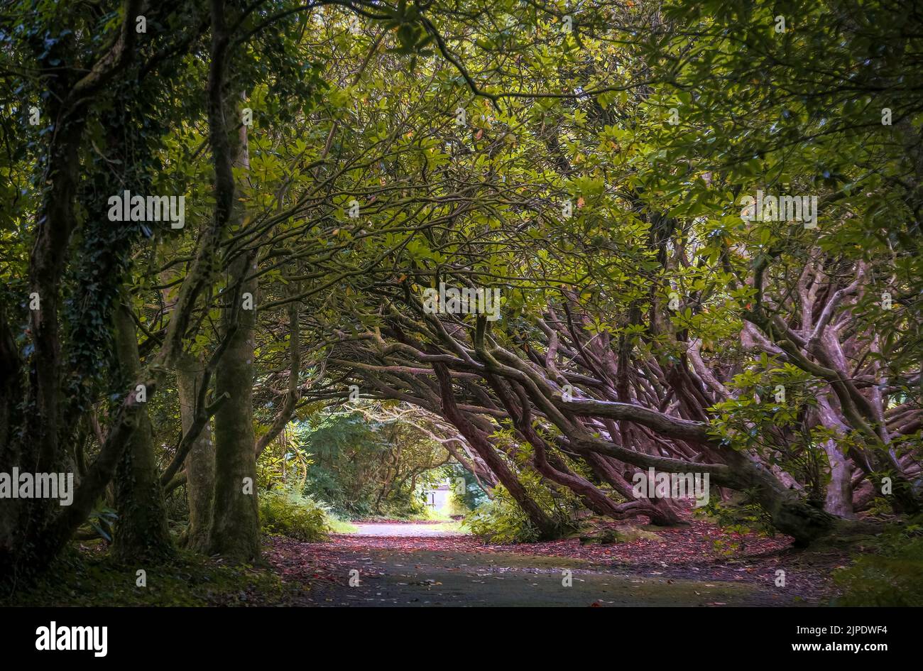 The rhododendron path to the second lake at Craig y Nos Country park in the Swansea Valley, South Wales UK. Stock Photo
