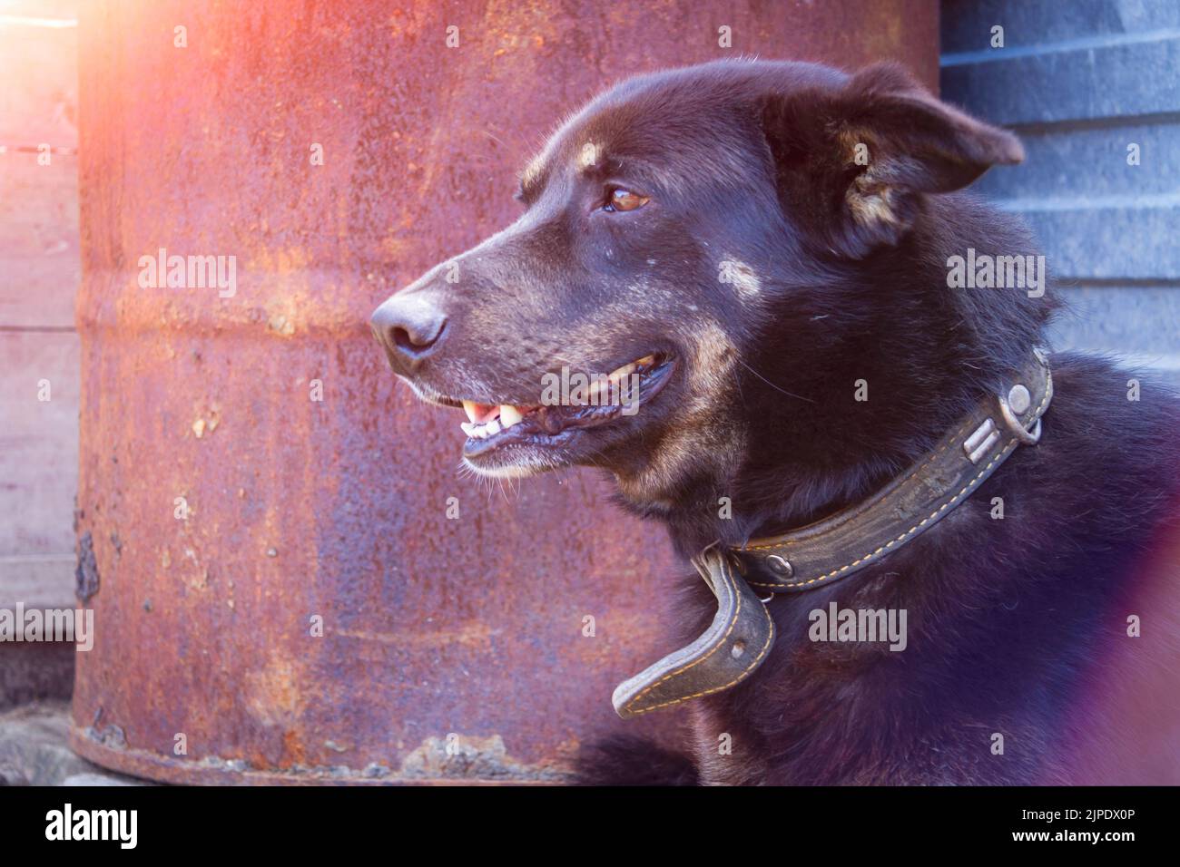 The black dog guards the house. The dog guards the owner's property