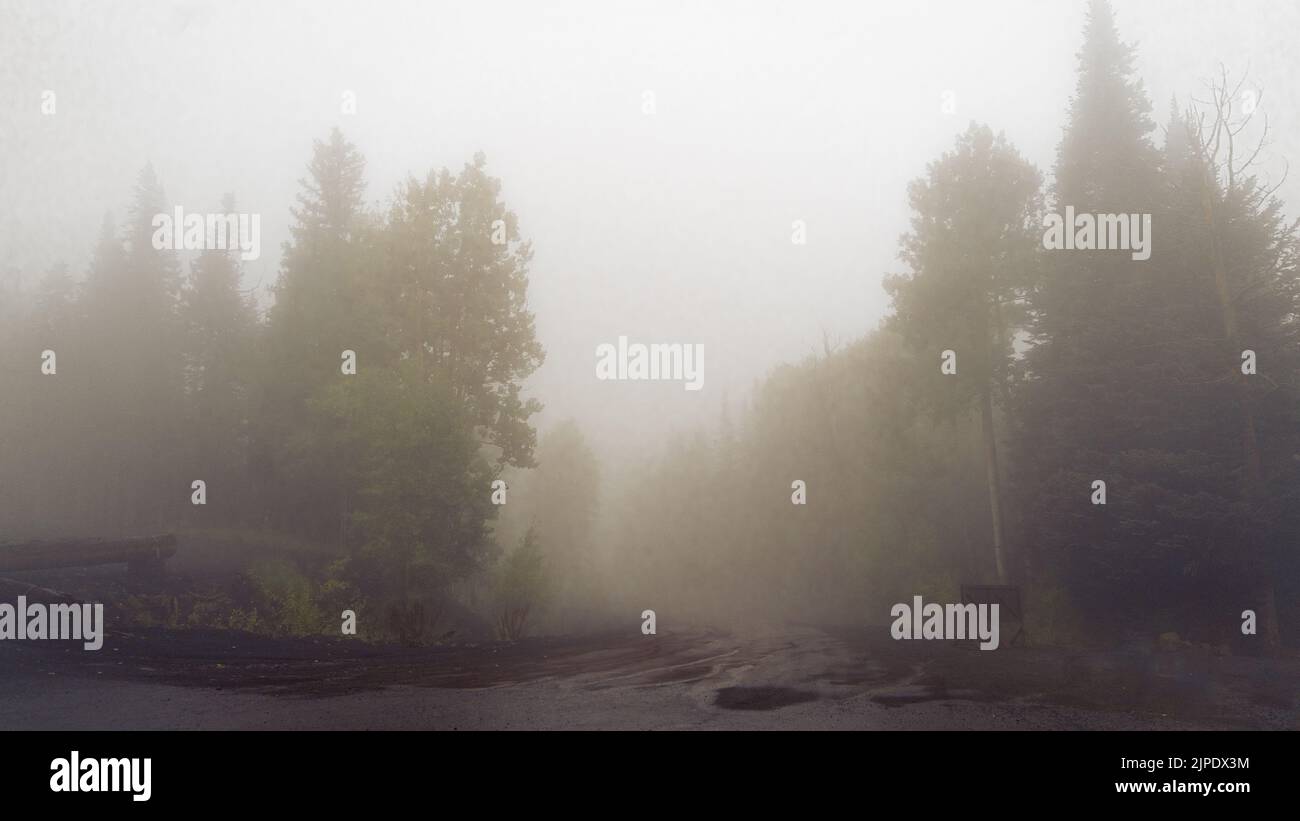 A breathtaking scenery of a path in a forest in the mystic autumn fog ...
