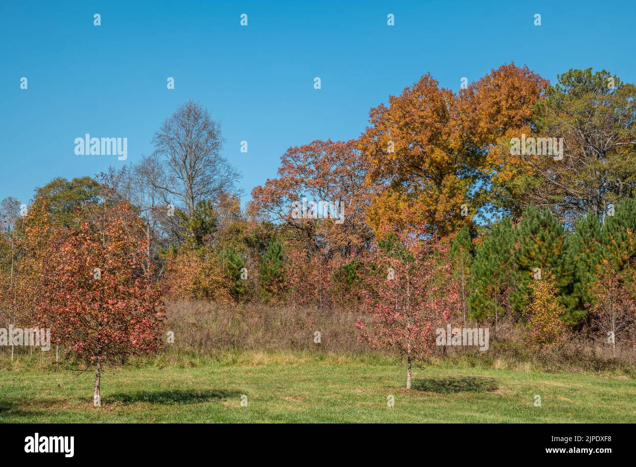 Multicolored trees at the peak of autumn in the park with the dried tall grasses in the field on a bright sunny day Stock Photo