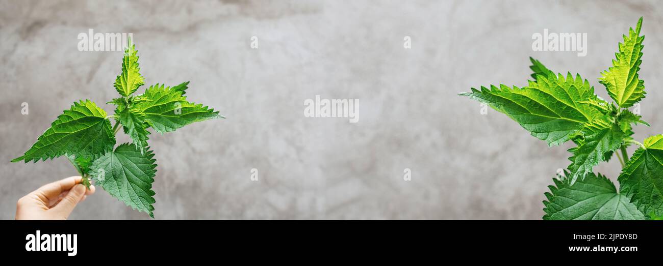 Banner made from green young bud of nettle in hand on gray background. Direct view. Medicinal plant. In traditional medicine, used as diuretic skin diseases, cough. Soft selective focus. Copy Space Stock Photo