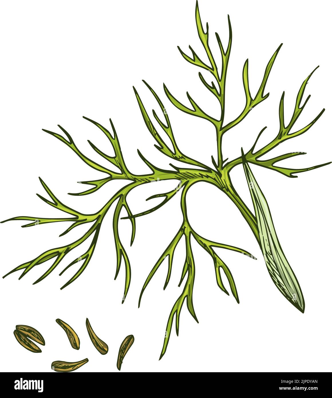 Green cumin branch and caraway seeds isolated culinary herb. Vector