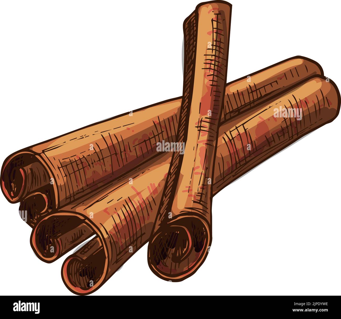 Cinnamon bark strip sticks isolated aromatic spices sketch. Vector flavoring seasoning, dry