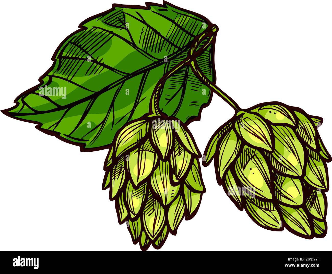 Hop isolated beer ingredient sketch. Vector green hops flowers and