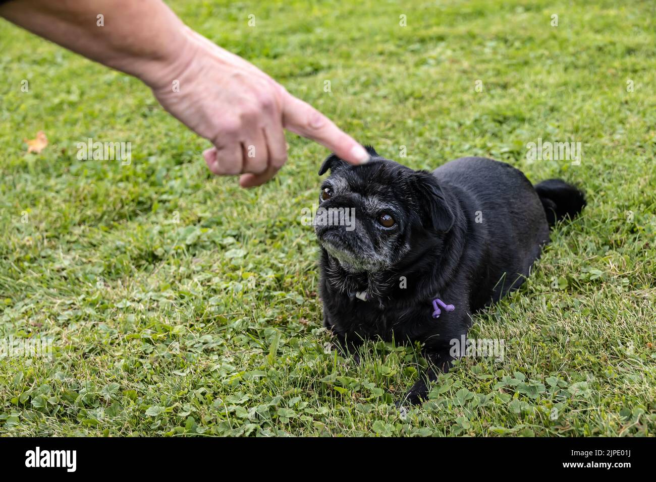 clue pug clues pugs Stock Photo Alamy clue pug clues pugs Stock Photo Alamy