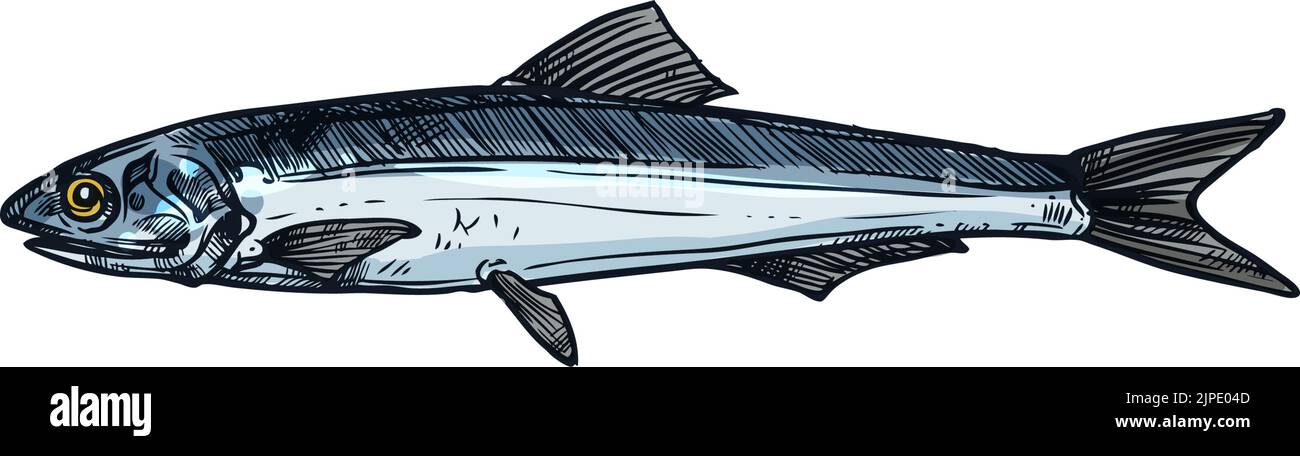 Anchovy small forage fish isolated sketch drawing. Vector Engraulis or Stolephorus, European anchovy, Engraulis encrasicolus, Thryssa. Anchoa, Anchovi Stock Vector