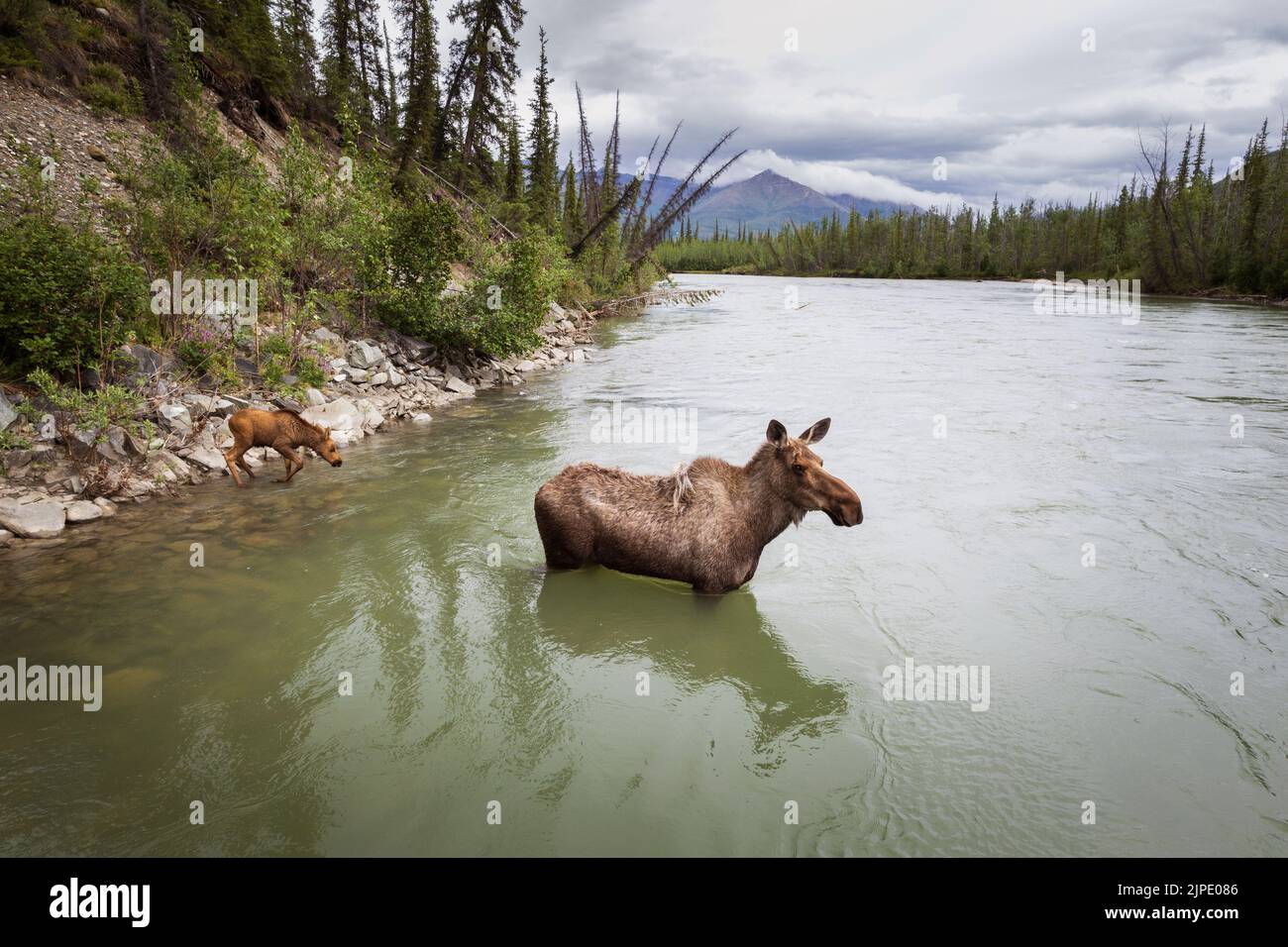 Moose and calf in the John River north of the arctic circle in Alaska