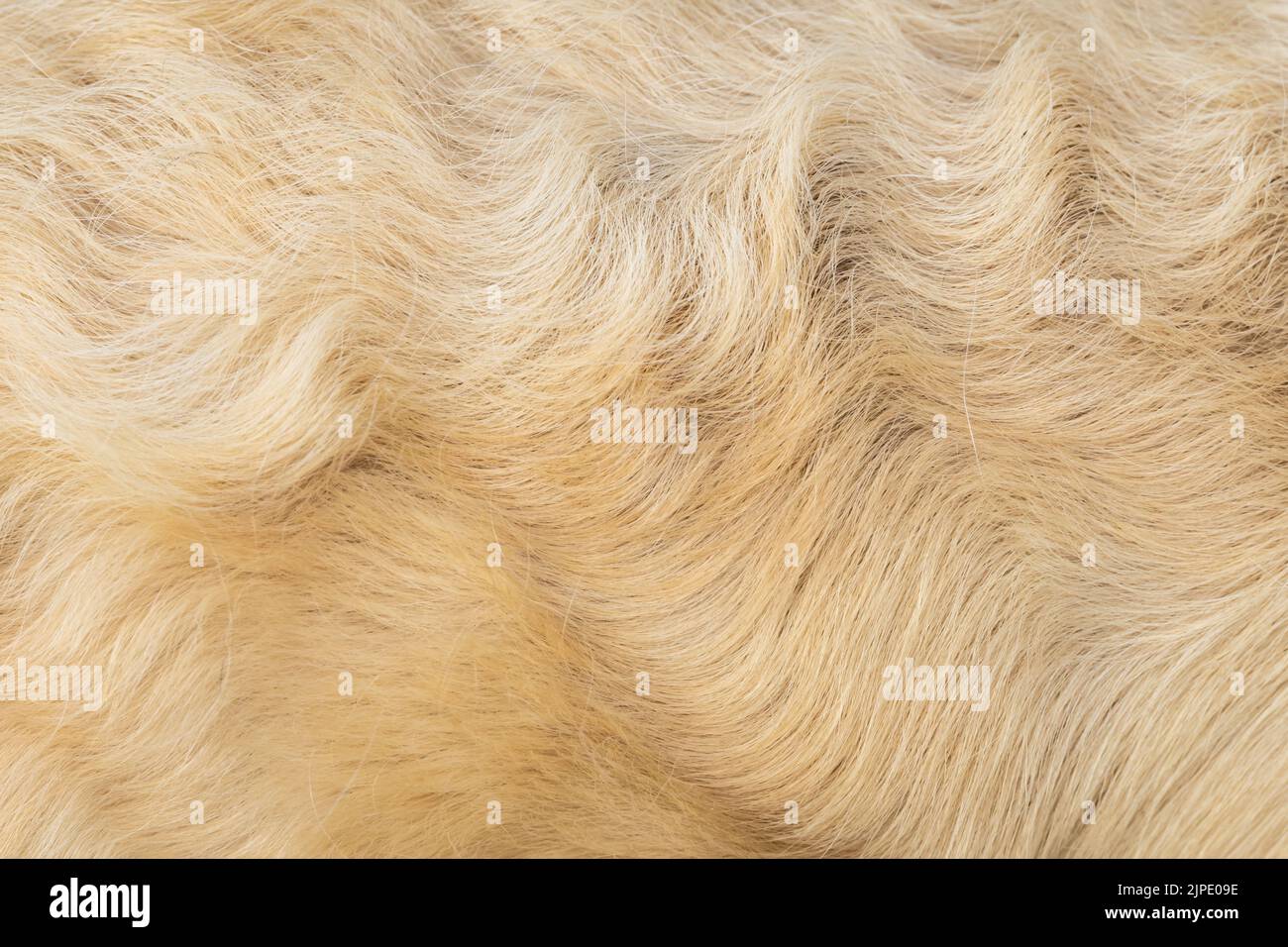 fur, animal hair, furs, animal hairs Stock Photo - Alamy