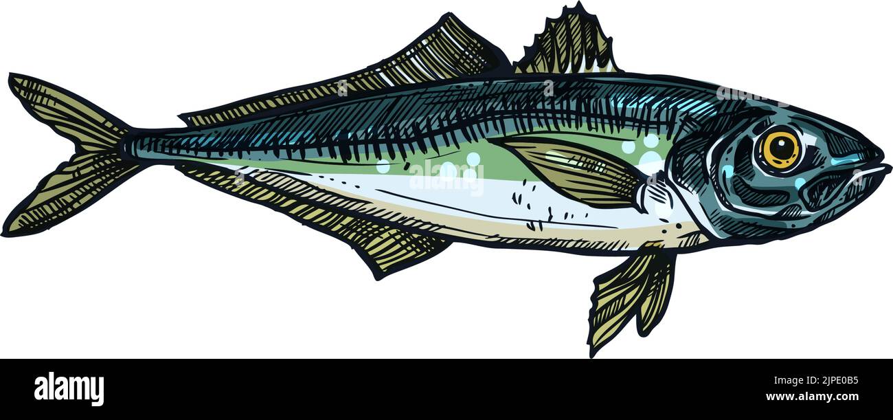 Bluefish mascot isolated tuna fish realistic sketch. Vector horse mackerel with flounders