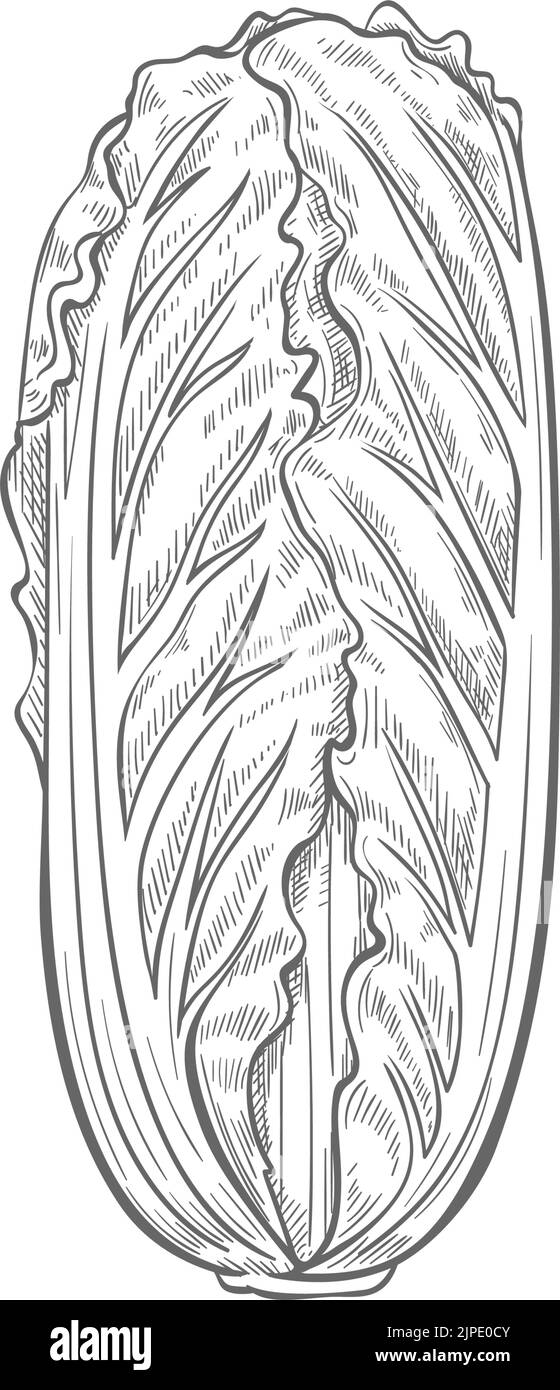 Peking cabbage isolated nappa, Romaine lettuce monochrome sketch