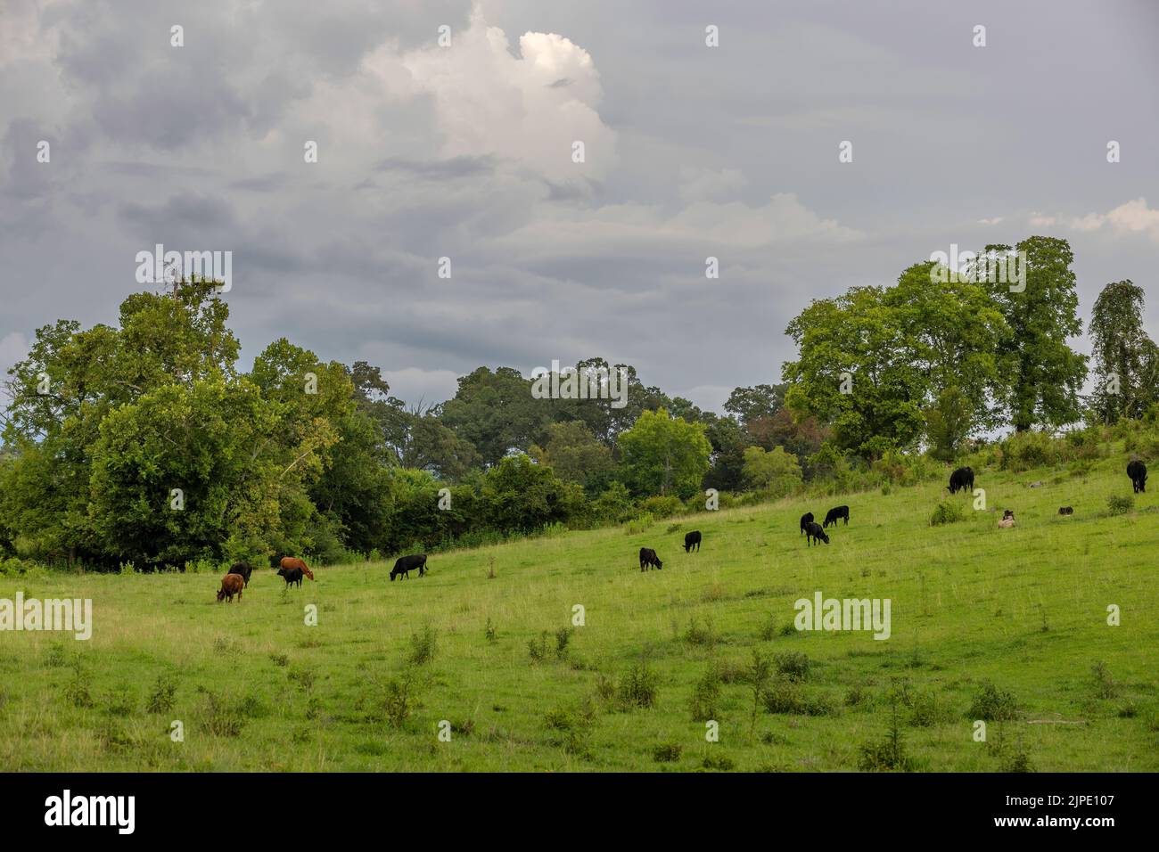 Courtyside view of cows grazing in a green hillside pasture edged with trees under cloudsy skies Stock Photo