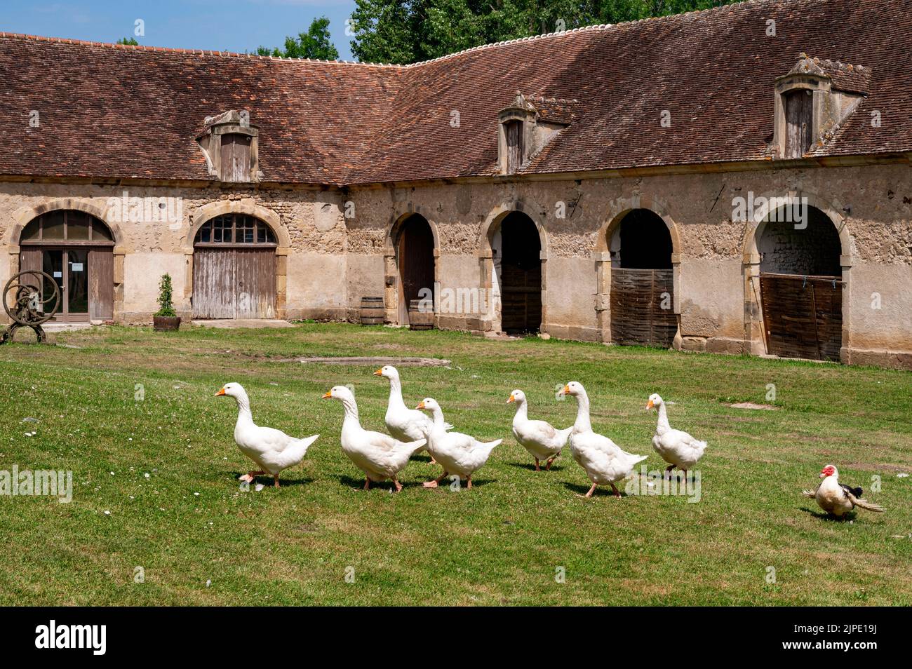 Geese running around in the yard of the Château de Sully, a castle in Burgundy owned by Madame la Duchesse de Magenta, Marquise de Mac Mahon Stock Photo