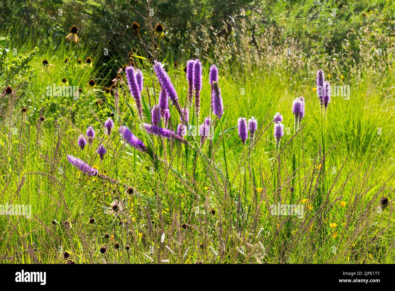 Tall Blazing Star, Liatris pycnostachya, Prairie, Liatris, Summer, Meadow, Plant, Perennial, Flowers Stock Photo