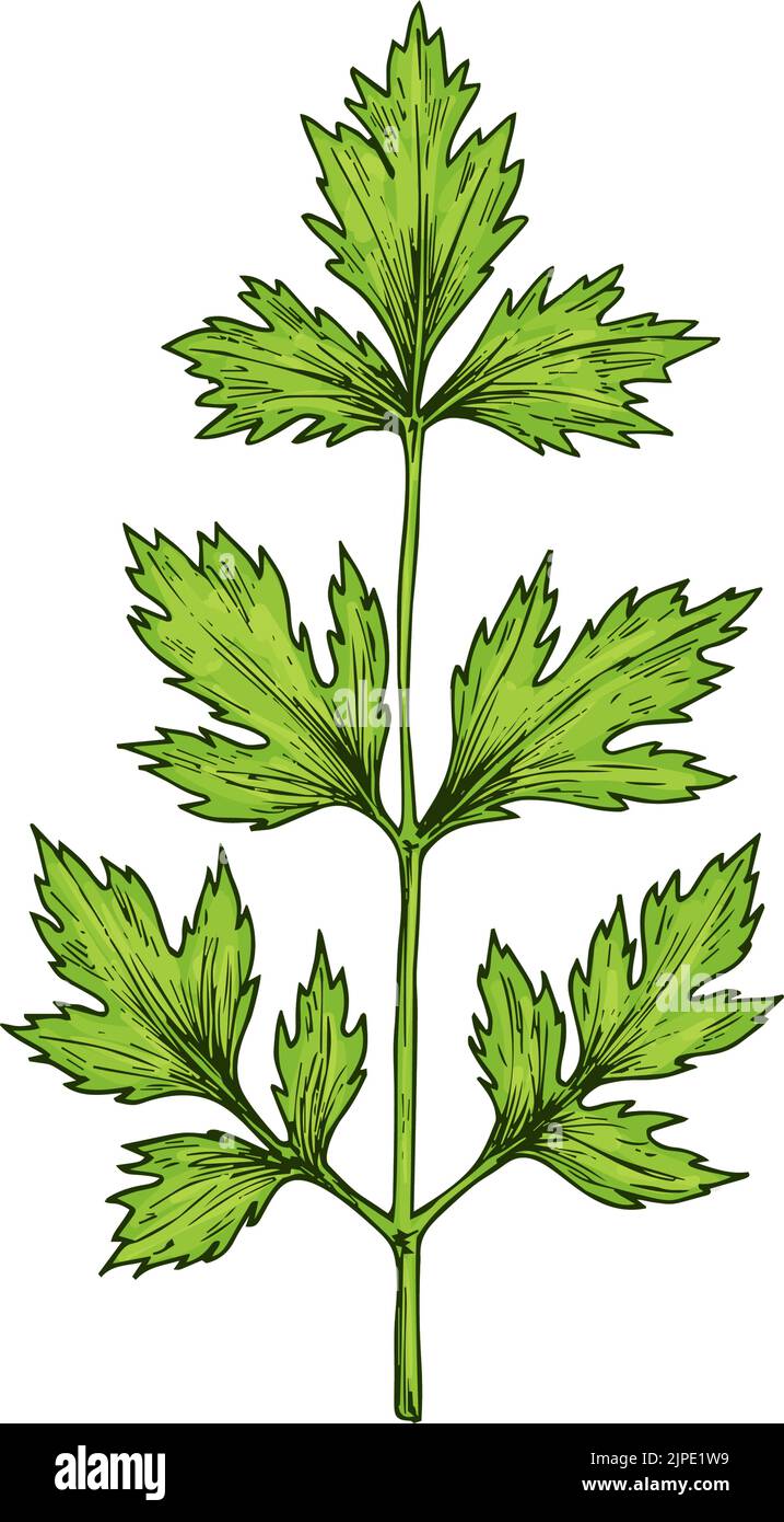Green coriander or chinese parsley isolated sketch. Vector cilantro kitchen herb, annual plant herbal seasoning, spring greens. Spicy vegetarian food condiment, culinary aromatic ingredient Stock Vector