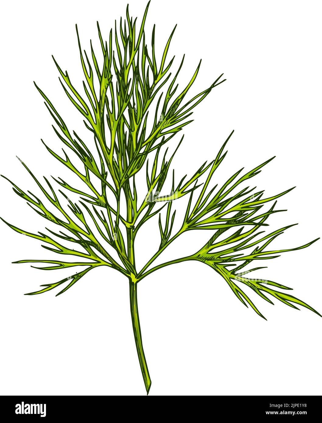 Leafstalk Stock Vector Images Alamy