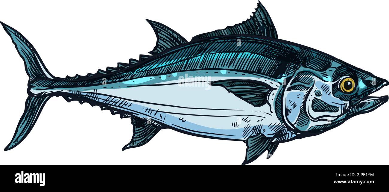 Bluefin tuna blackfin longtail fish isolate sketch. Vector