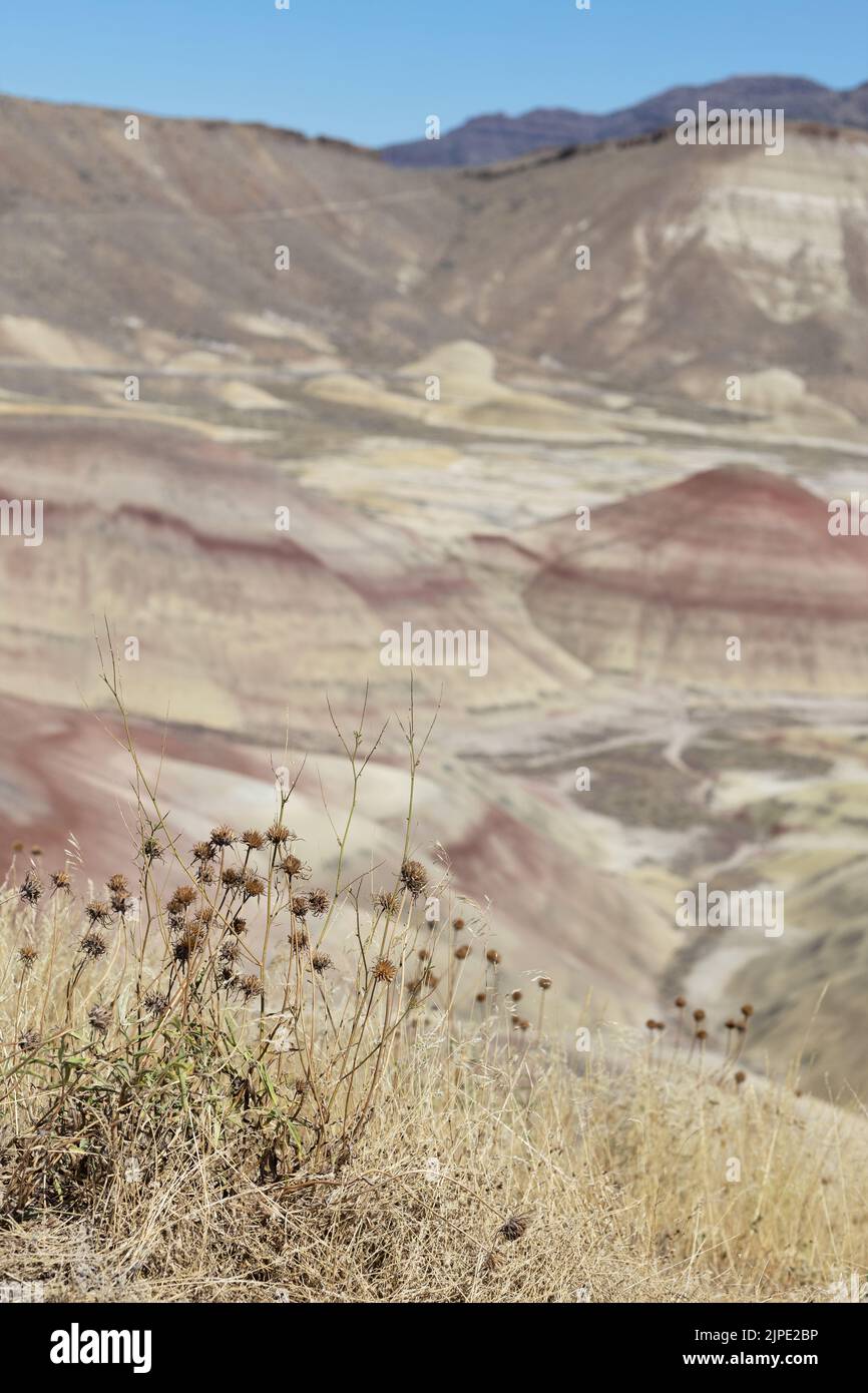 Dead, dry wildflowers in foreground, at Painted Hills at John Day Fossil Beds National Monument in eastern Oregon, USA. Stock Photo