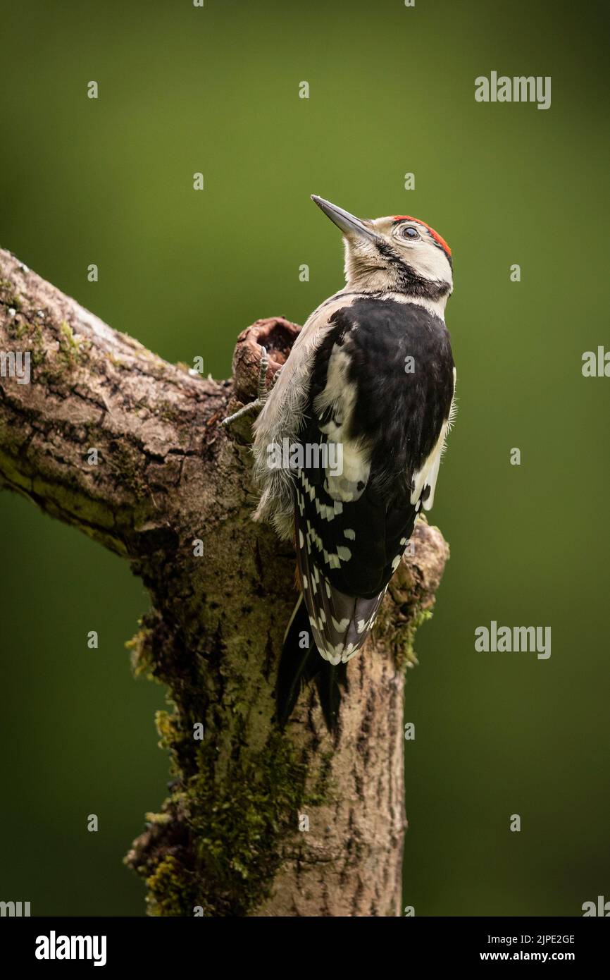 Great Spotted Woodpecker seaching for bugs on a branch. Stock Photo