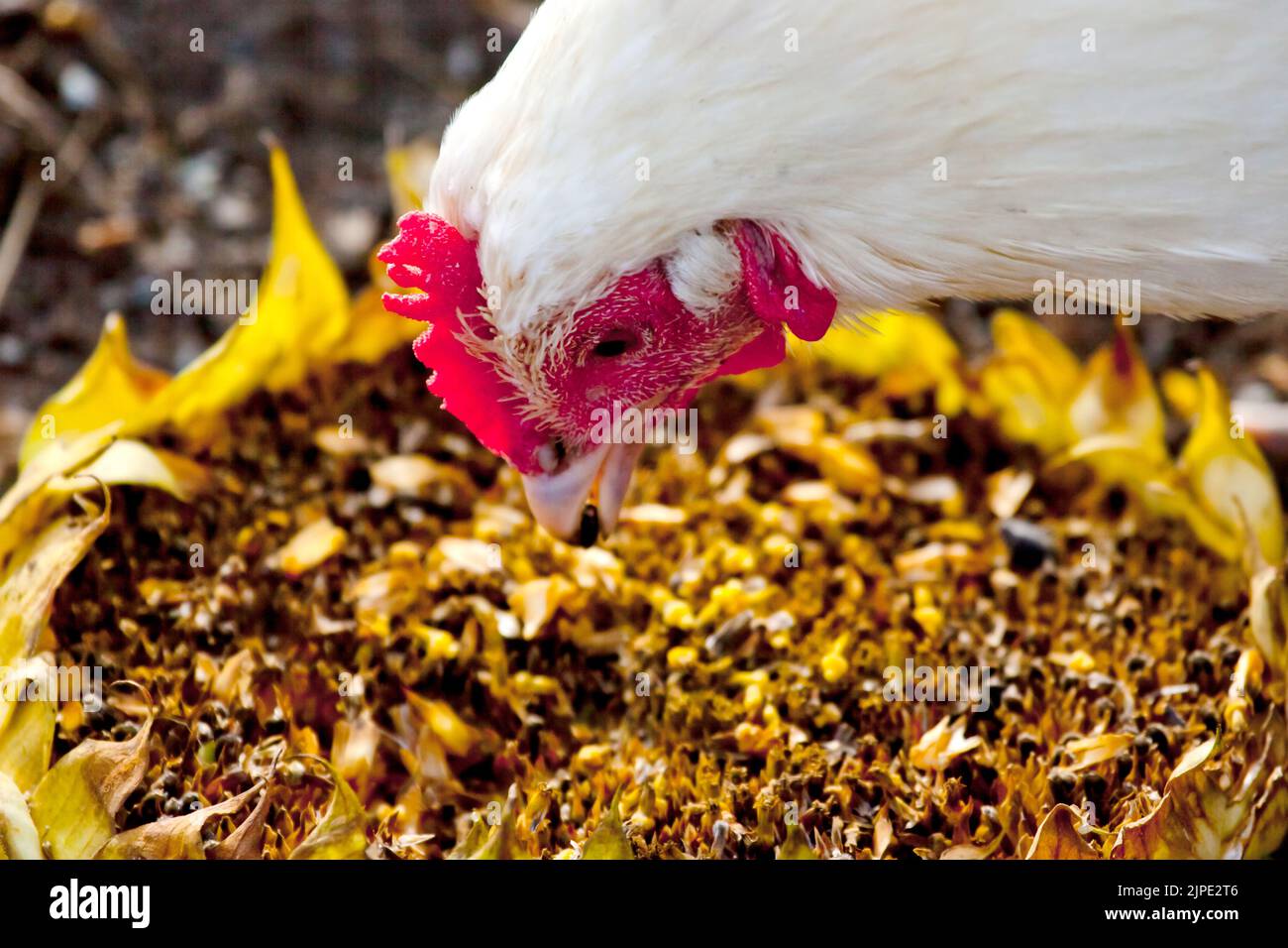sunflower seeds, picking, barn fowl, sunflower seed, barn fowls Stock