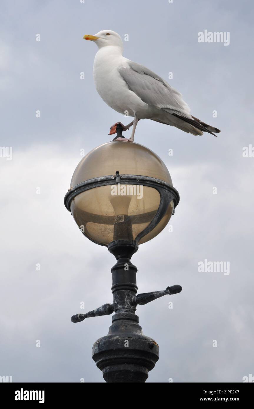 Herring Gull on Victorian lamp post on Llandudno Pier, Wales Stock