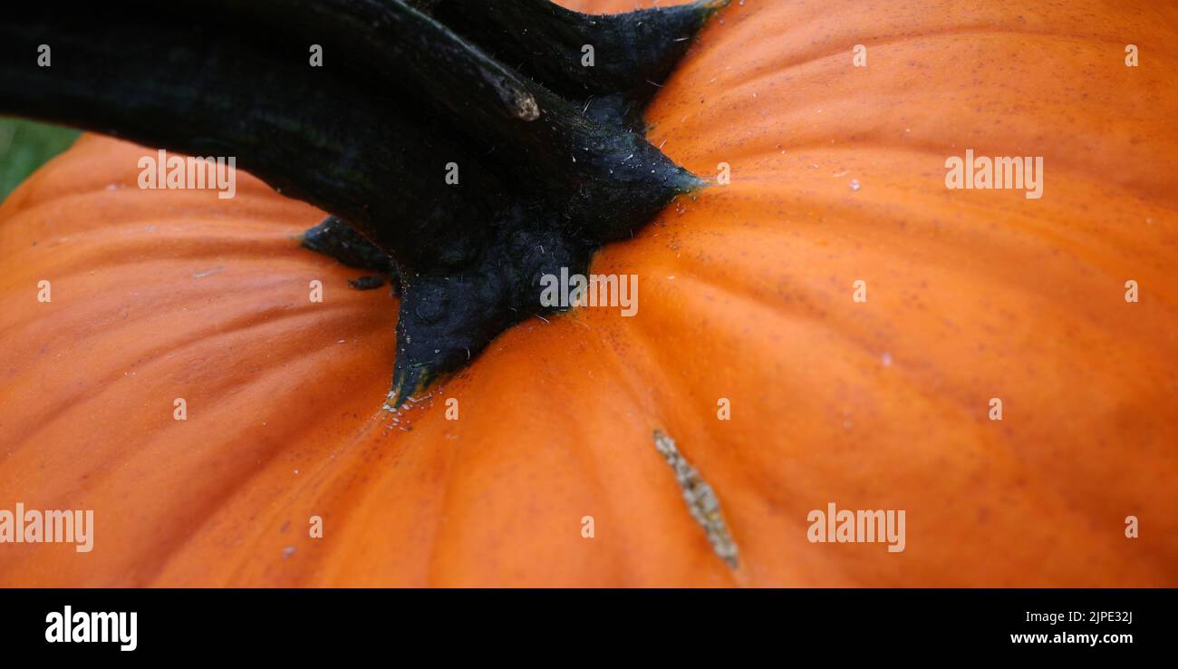 Detail of an orange pumpkin. Meant as autumn or halloween background Stock Photo