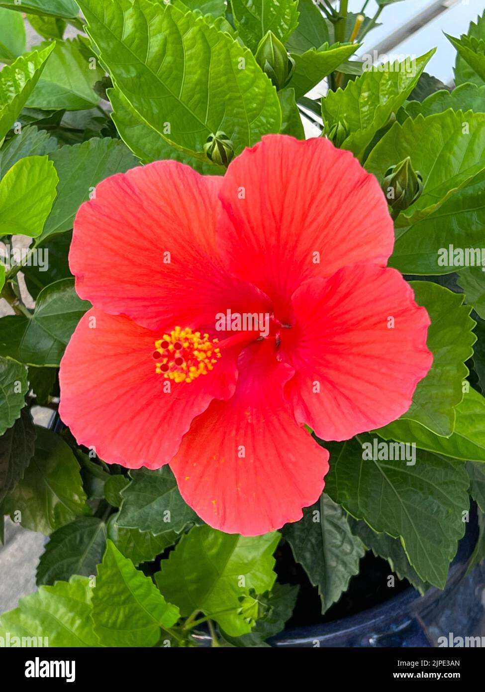 Hibiscus rosasinensis, known colloquially as Chinese hibiscus, China