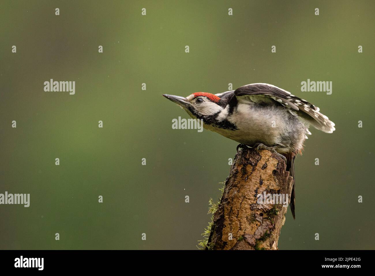 Great Spotted Woodpecker seaching for bugs on a branch. Stock Photo