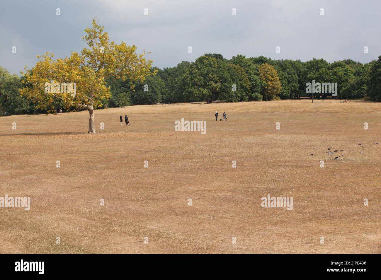 London, UK, 17 August 2022: Streatham Common in South London is entirely brown as all the grass is parched due to the recent drought. Deep-rooted trees are still green but many have dropped some of their leaves to conserve their water supplies. Rain storms crossed the area later that afternoon. Anna Watson/Alamy Live News Stock Photo