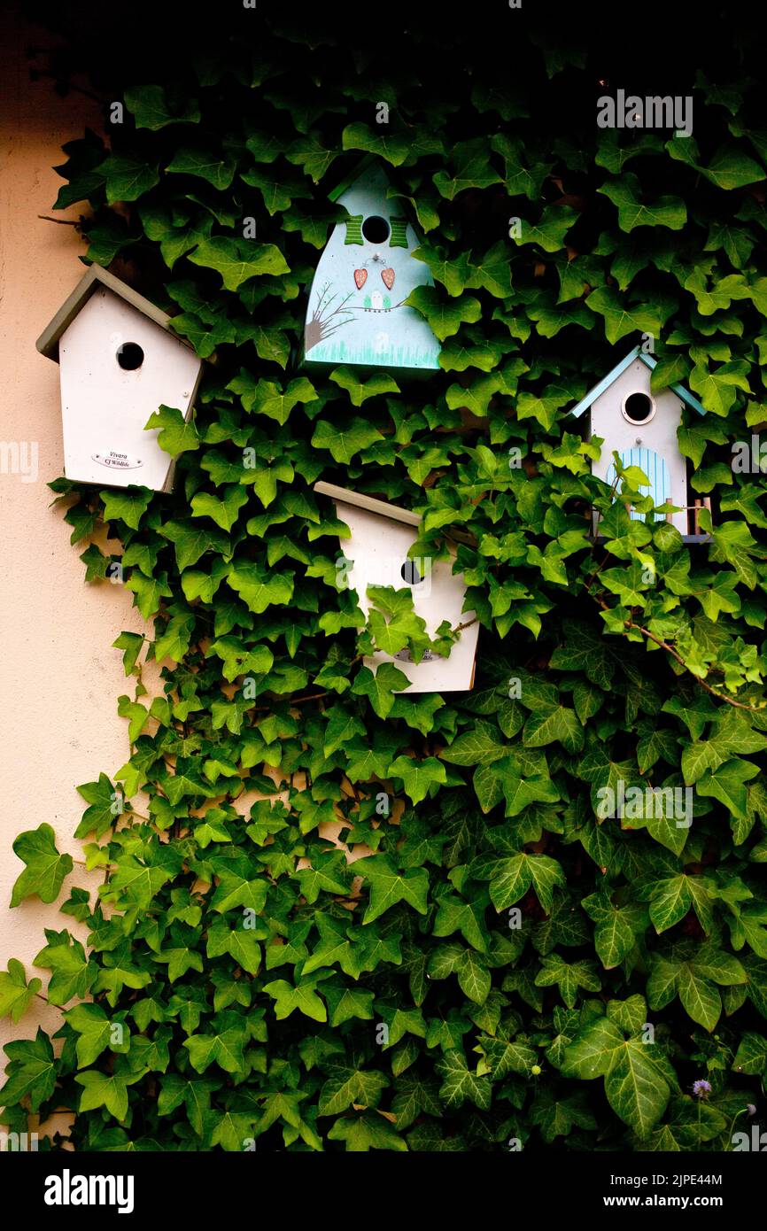 bird house, vogelkasten, bird houses Stock Photo - Alamy