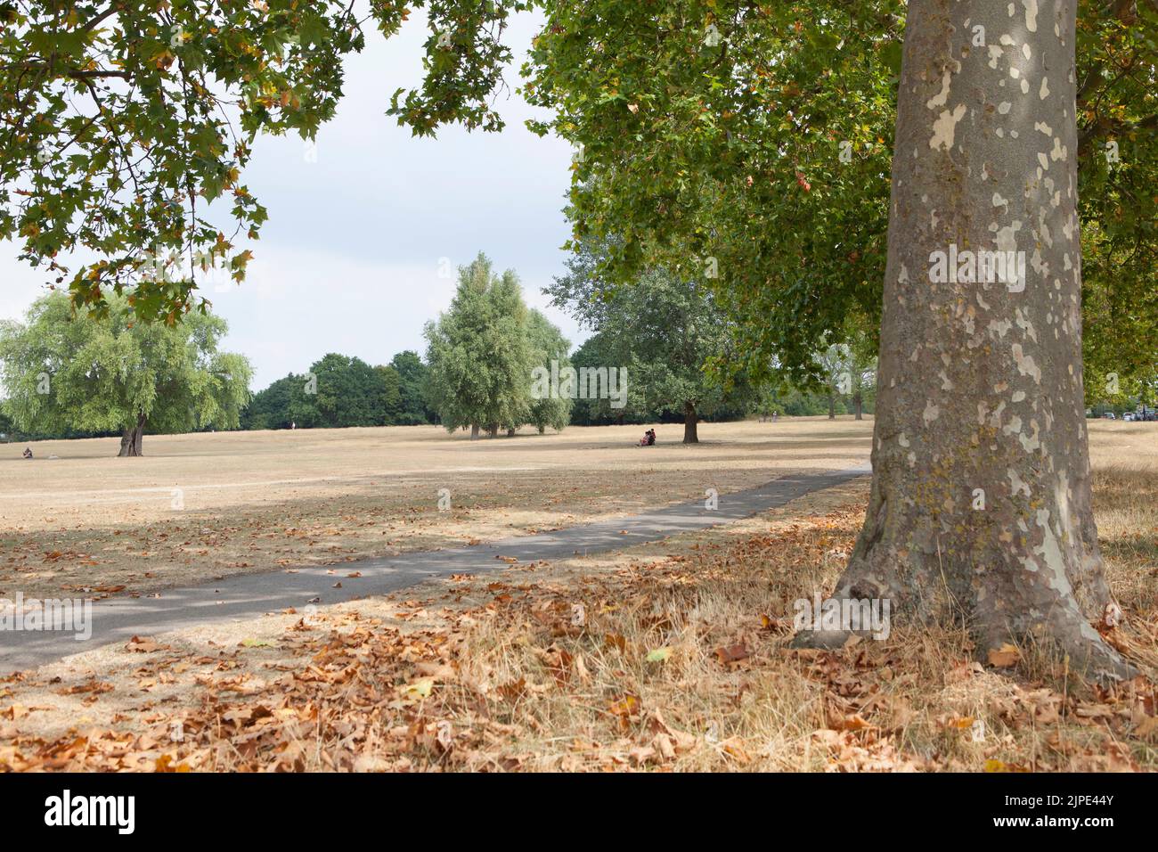 London, UK, 17 August 2022: Streatham Common in South London is entirely brown as all the grass is parched due to the recent drought. Deep-rooted trees are still green but many have dropped some of their leaves to conserve their water supplies. Rain storms crossed the area later that afternoon. Anna Watson/Alamy Live News Stock Photo