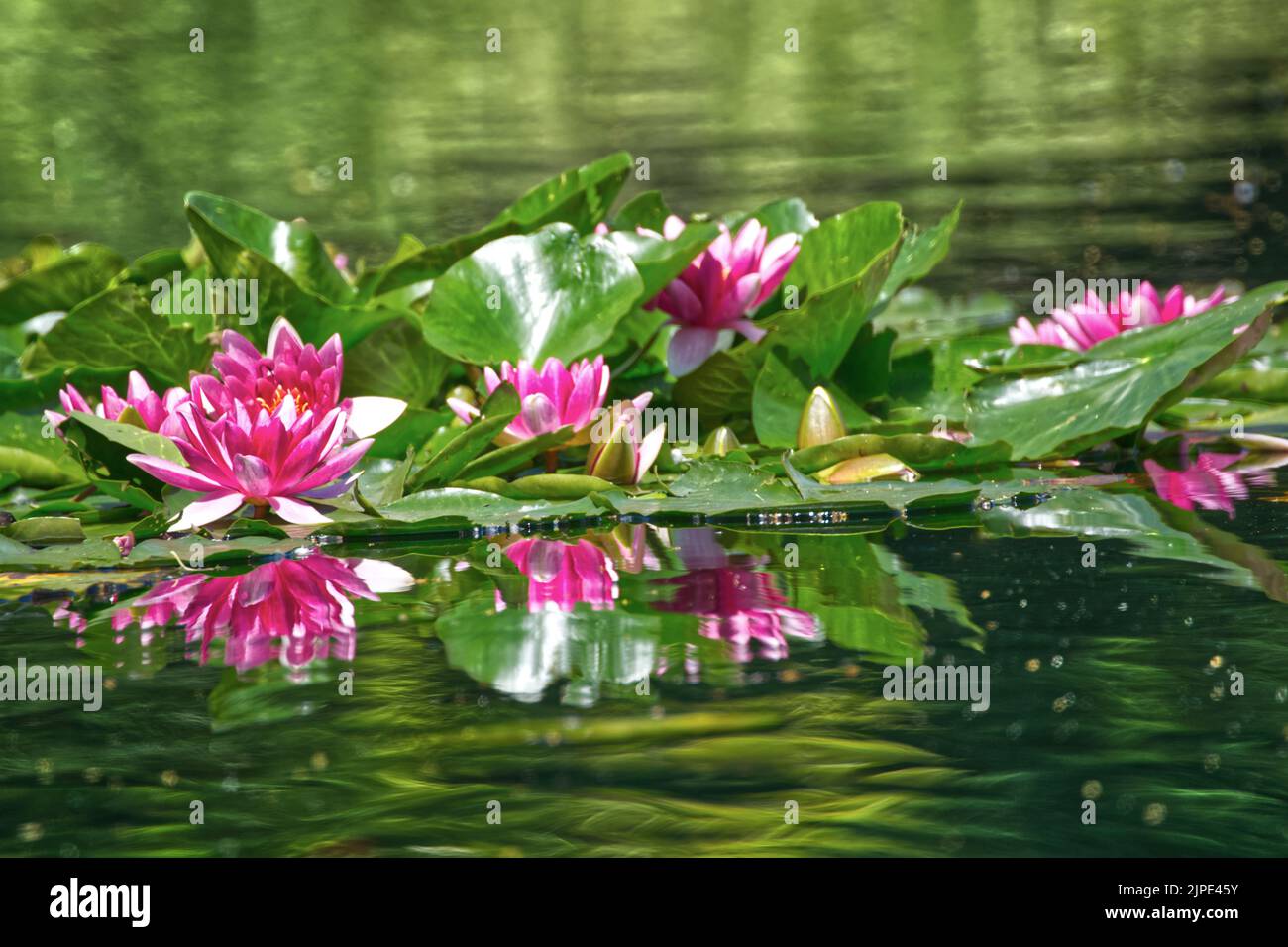 Water Lilies Stock Photo