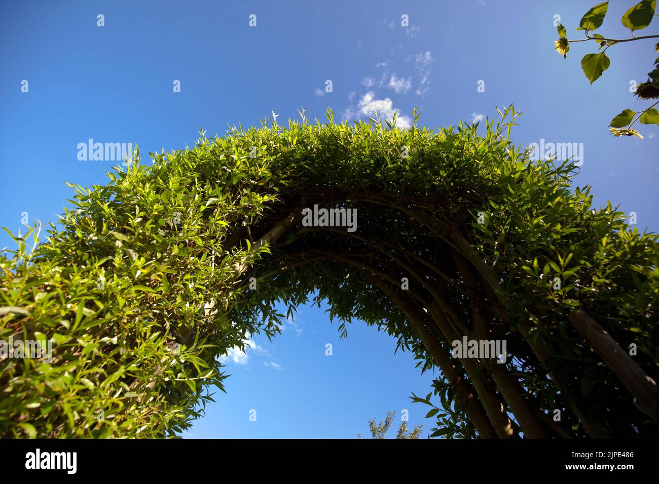 arc, hedge, allotment gardens, arcs, hedges, allotment garden Stock Photo