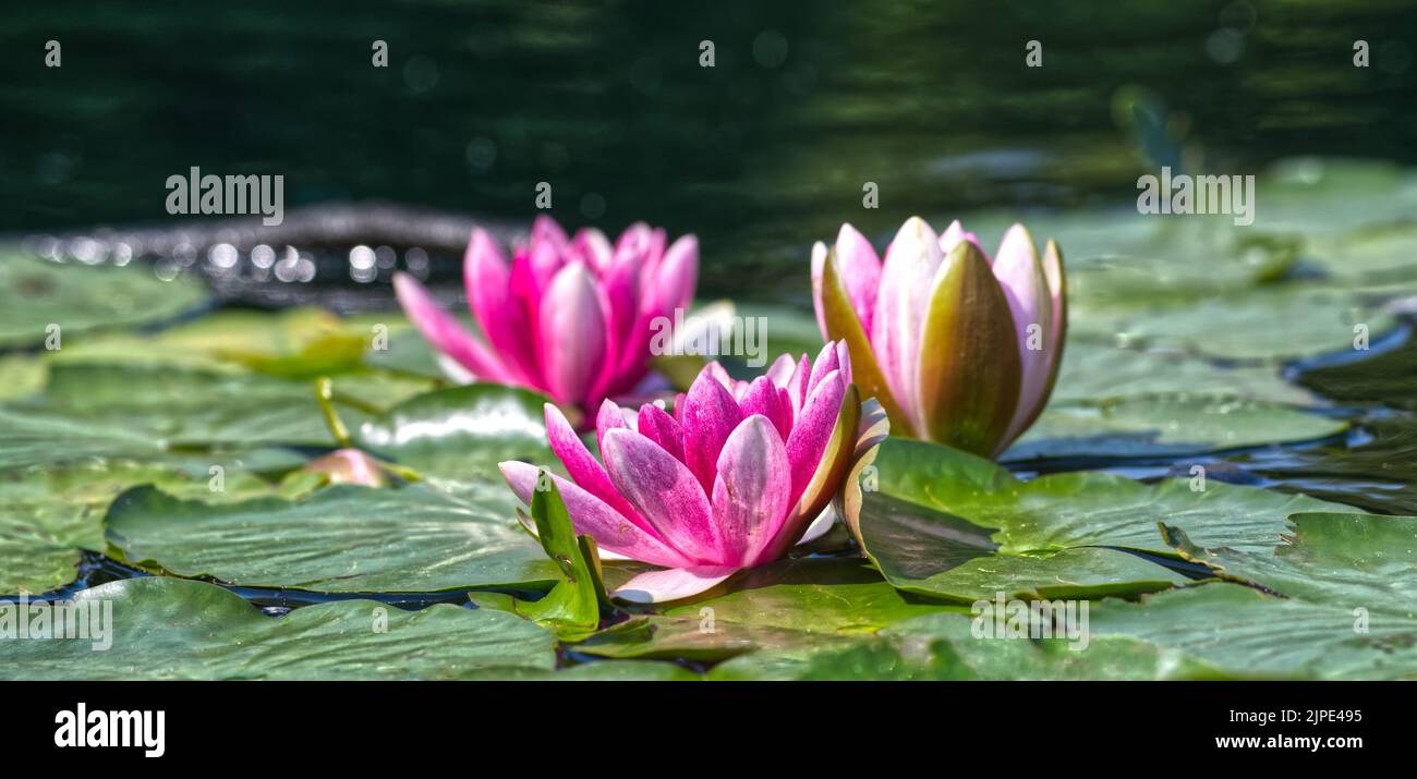 White lilies of bangladesh hi-res stock photography and images - Alamy