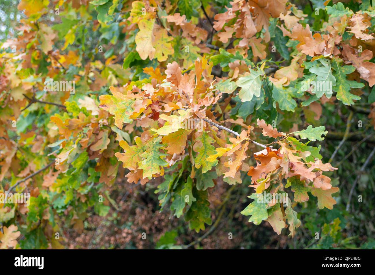 Slough, Berkshire, UK. 17th August, 2022. Oak leaves begin to brown following weeks of no rain and two heatwaves. Credit: Maureen McLean/Alamy Live News Stock Photo