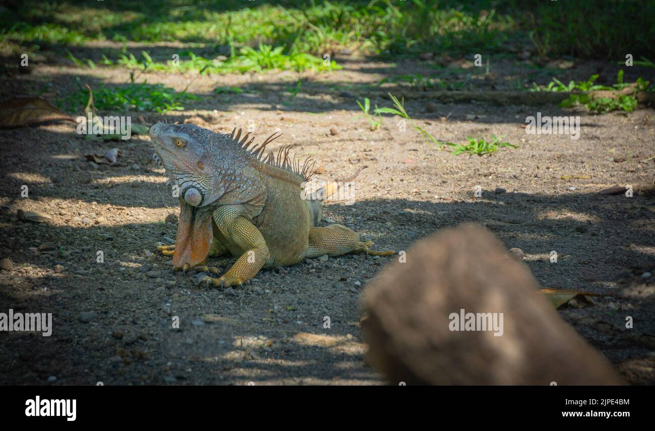 Big Iguana taking the sun in the yard of the Church in Filadelfia, Guanacaste, Costa Rica Stock Photo