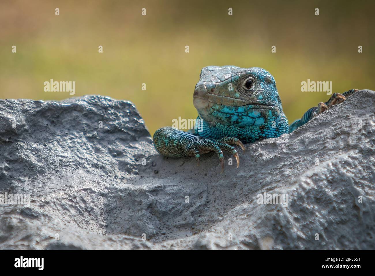 A portrait of whiptail lizard hiding behind a rock Stock Photo Alamy