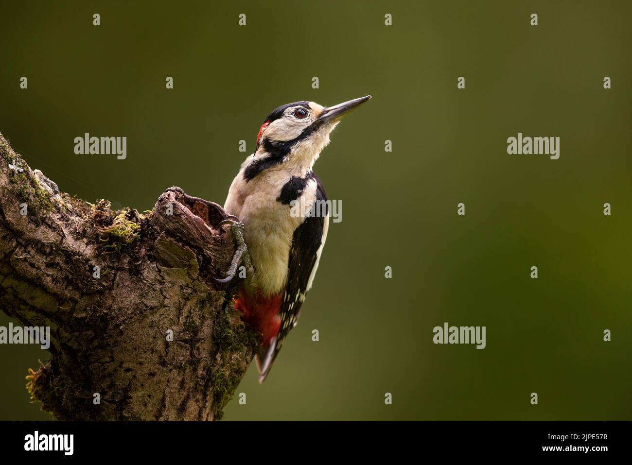 Great Spotted Woodpecker seaching for bugs on a branch. Stock Photo