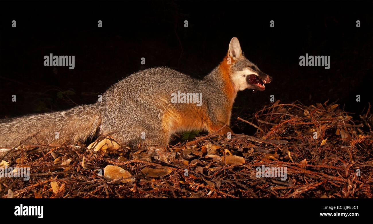 A gray fox eating organ meat Stock Photo