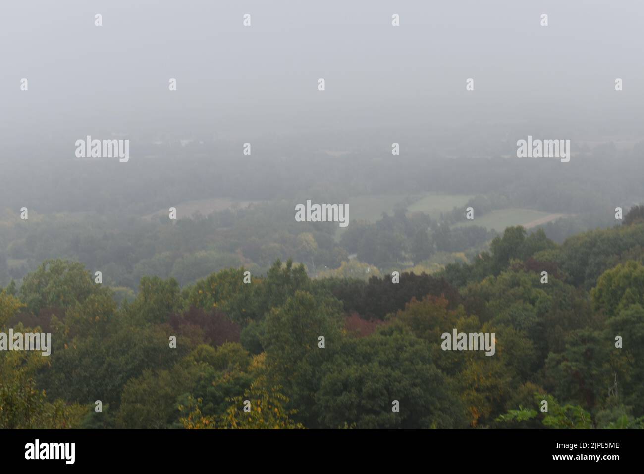 A beautiful view of autumn trees in a foggy forest Stock Photo - Alamy