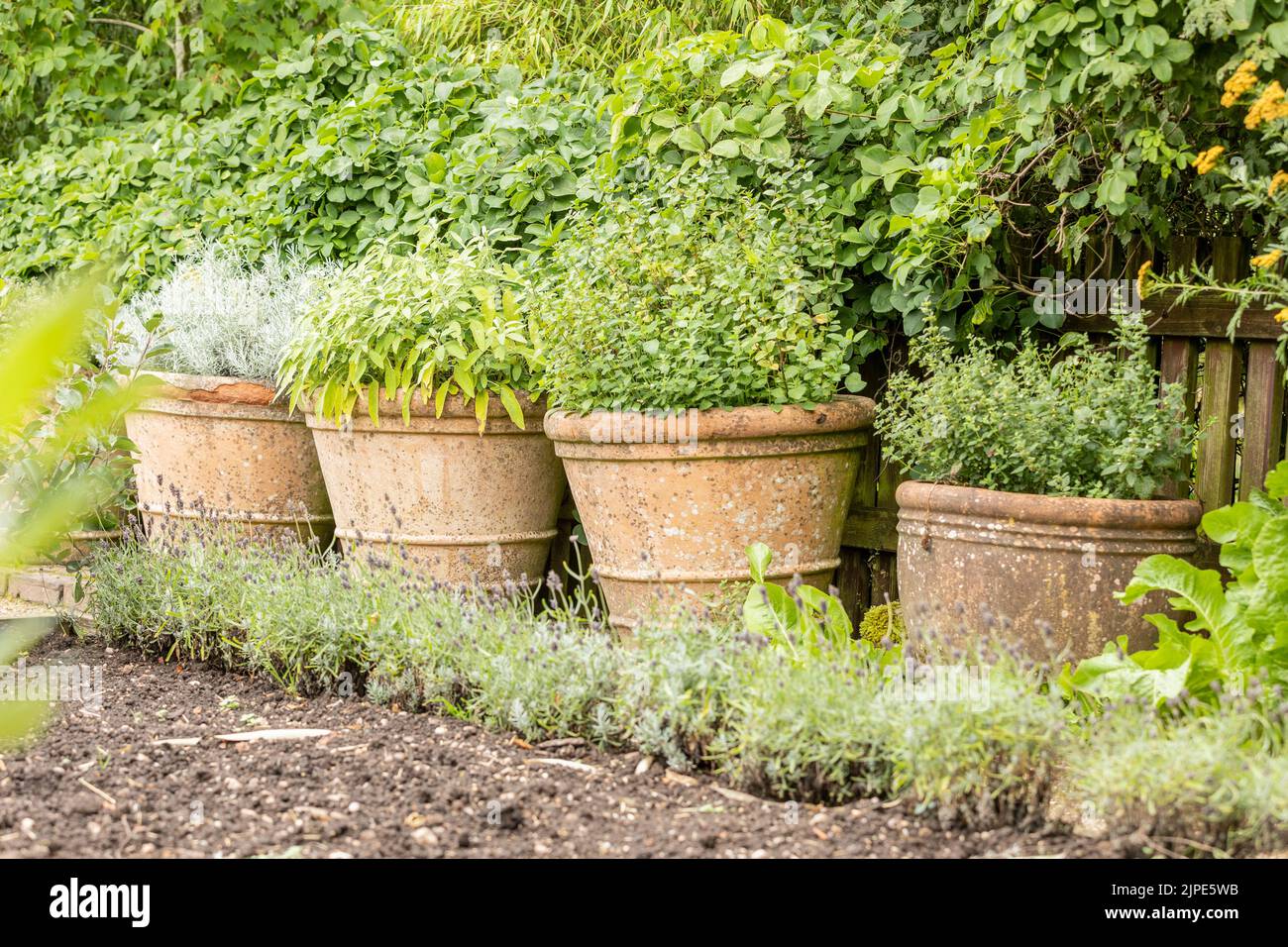 Rosemary, mint, lavender and other herbs in terracotta plant pots in a