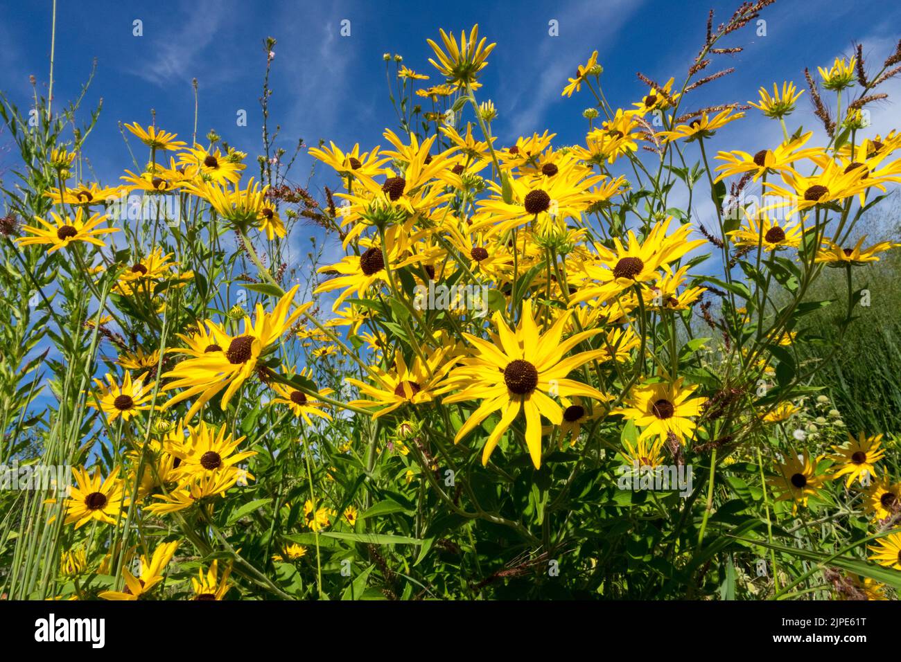 Rudbeckia missouriensis, Missouri Coneflower, Rudbeckias, Summer, North American native plant, Yellow prairie coneflowers blooming against blue sky Stock Photo