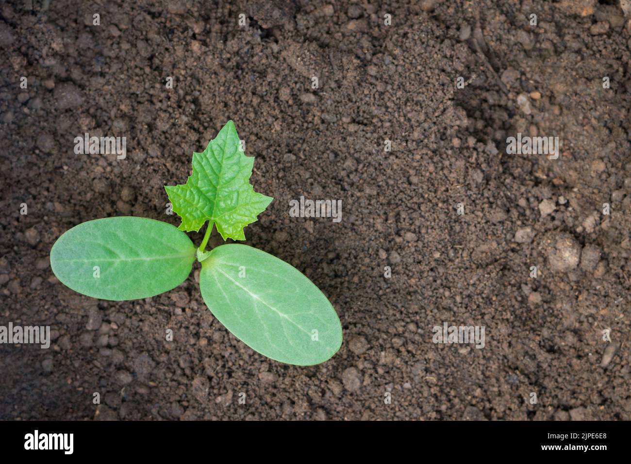 young luffa plant with soil, also known as ridged gourd or chinese okra, healthy vegetable sprouts or shoots taken straight from above with space Stock Photo