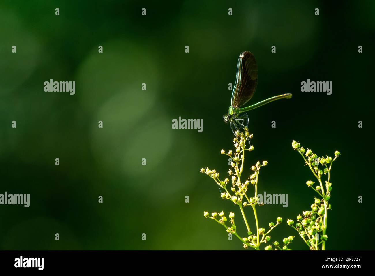 dragonfly on a branch with green background Stock Photo - Alamy