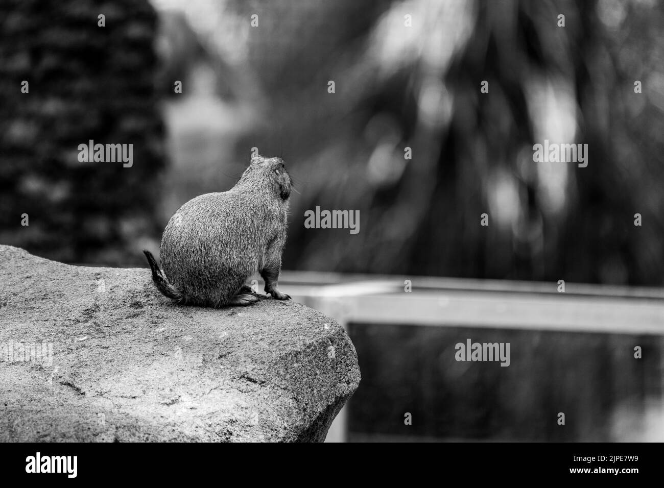 prairie dog looking over a rock Stock Photo Alamy