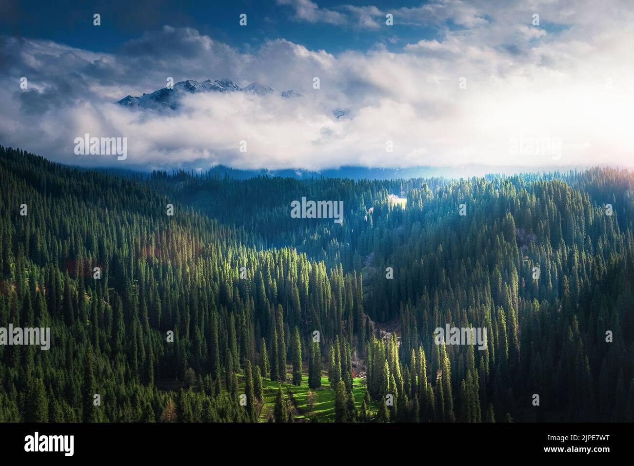 A beautiful view of sun rays going through the dense forest Stock Photo ...