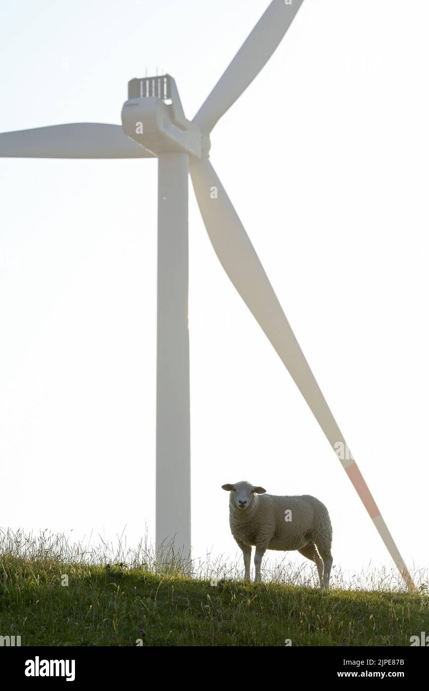GERMANY, windenergy, windfarms with wind turbine, sheep on dyke / DEUTSCHLAND, Schleswig-Holstein, Reußenkoog, Windkraftanlagen Stock Photo