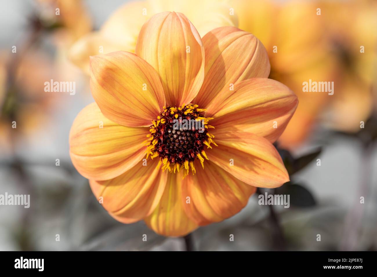 Dahlia 'Mystic Haze' apricot-orange flower in summertime Stock Photo