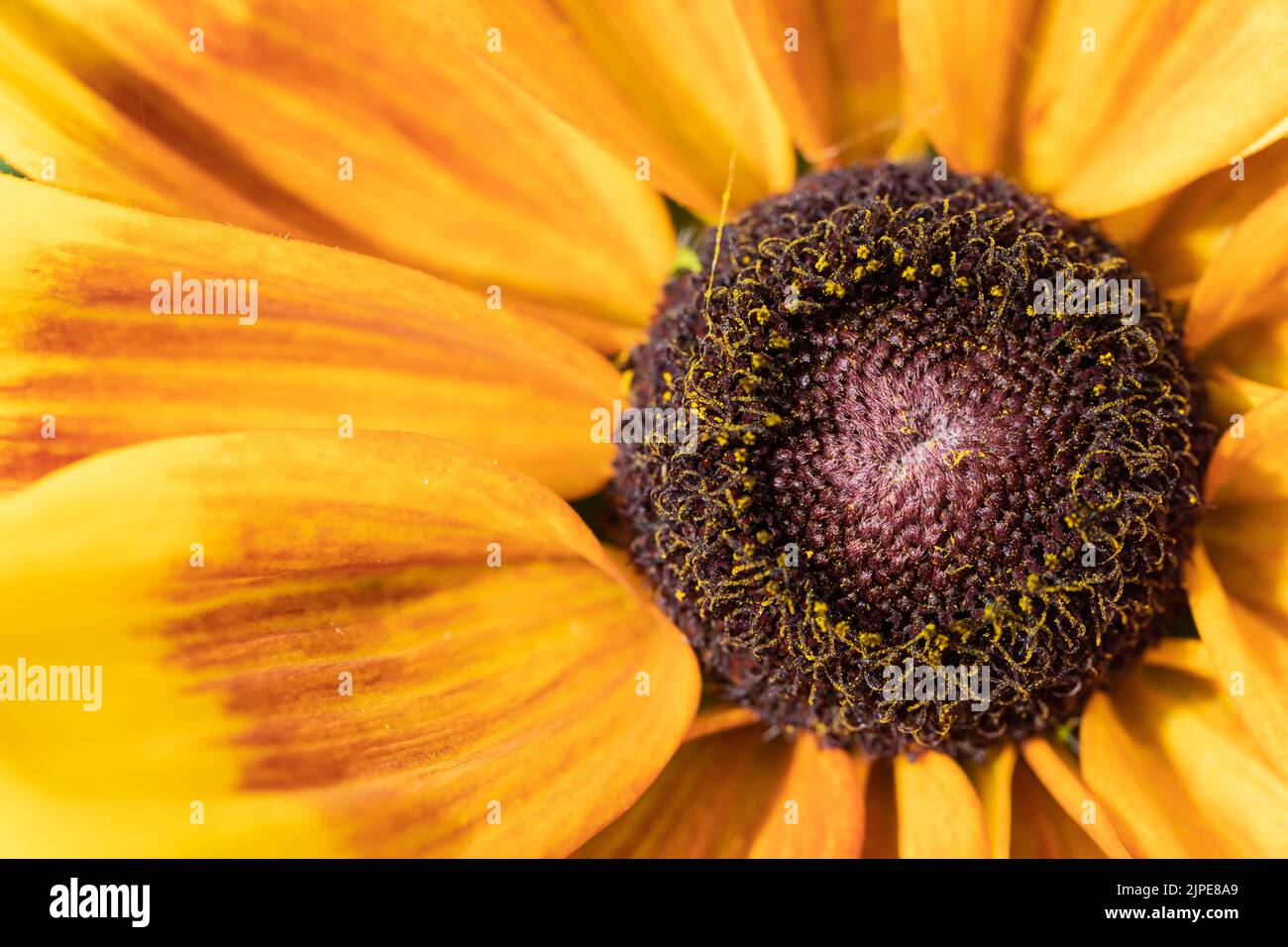 Rudbeckia hirta 'Sunbeckia Mia' Black-eyed susan flower closeup macro Stock Photo