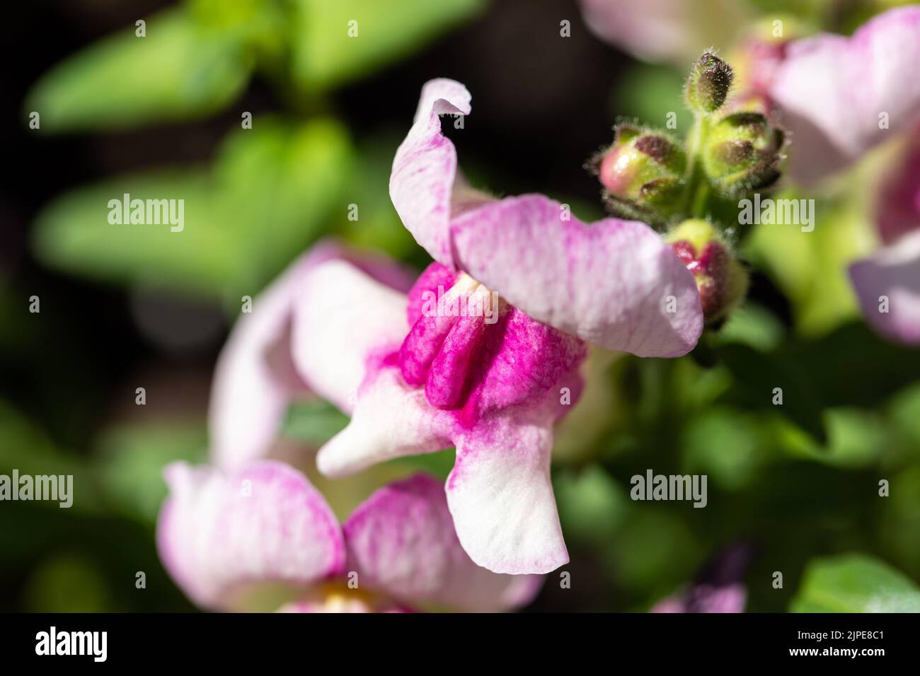 Antirrhinum majus (snapdragon) flower closeup Stock Photo